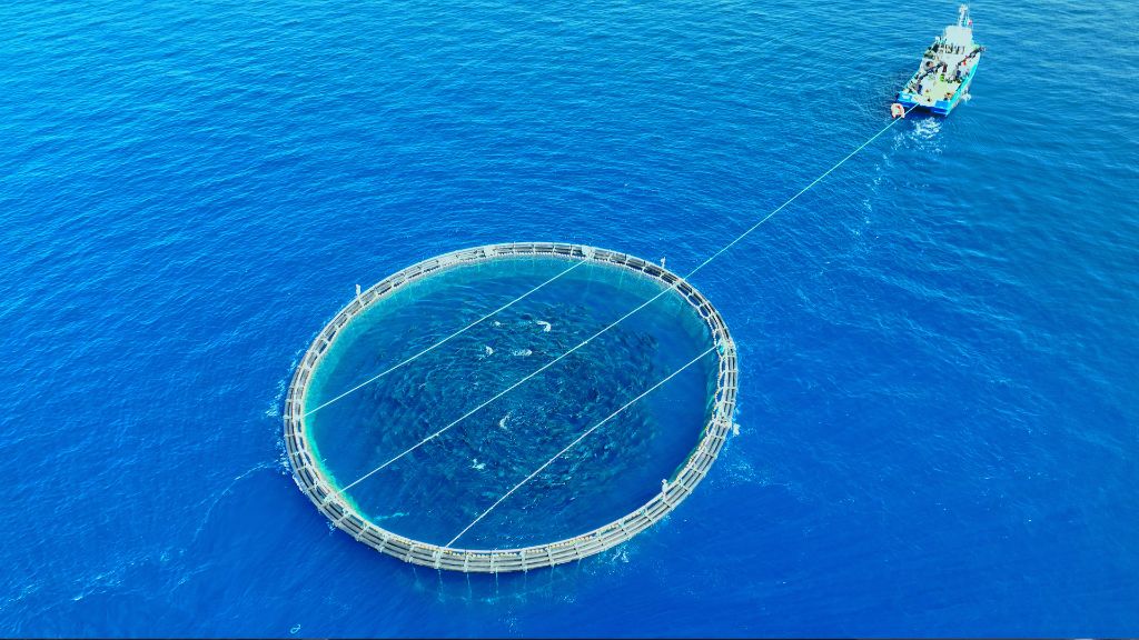 Tuna Farm Cage