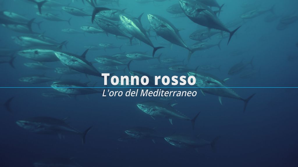 Bluefin Tuna School Underwater