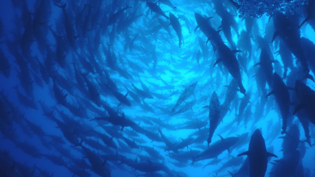 Underwater Tuna School