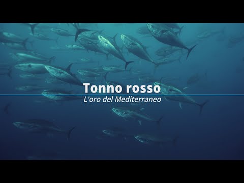 Tonno Rosso L'Oro del Mediterraneo