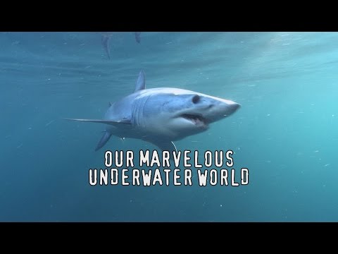 Marvelous Underwater World Showreel HD