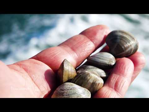 Vongola Biologica Caorle