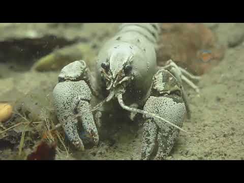 Muta del Gambero di Fiume - Ecdisi