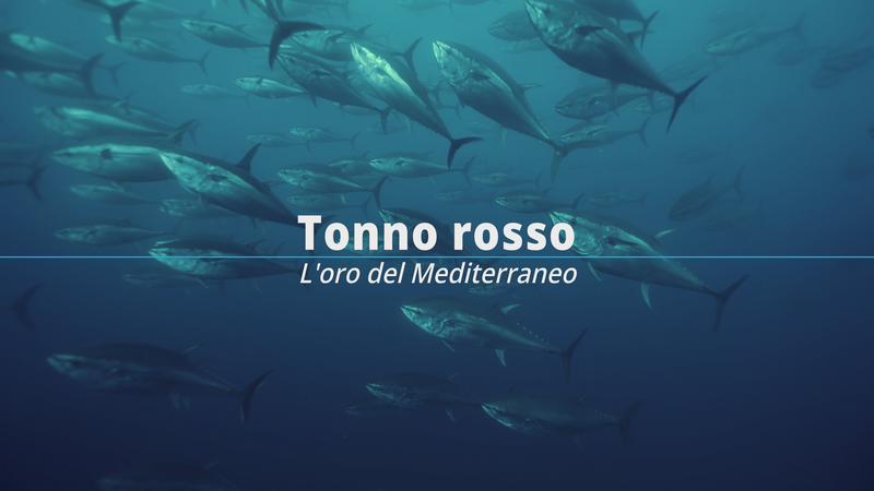 Tonno Rosso l'Oro del Mediterraneo